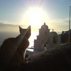 Santorini Cat Moment