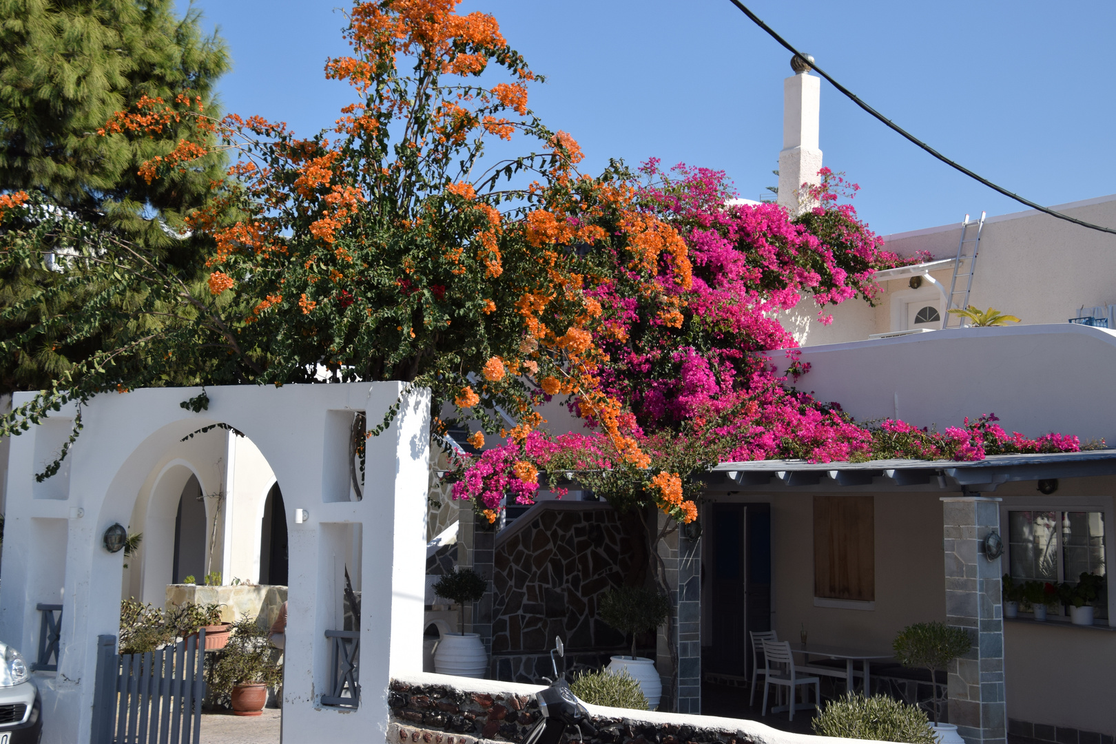 Santorini Flowers