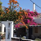 Santorini Flowers