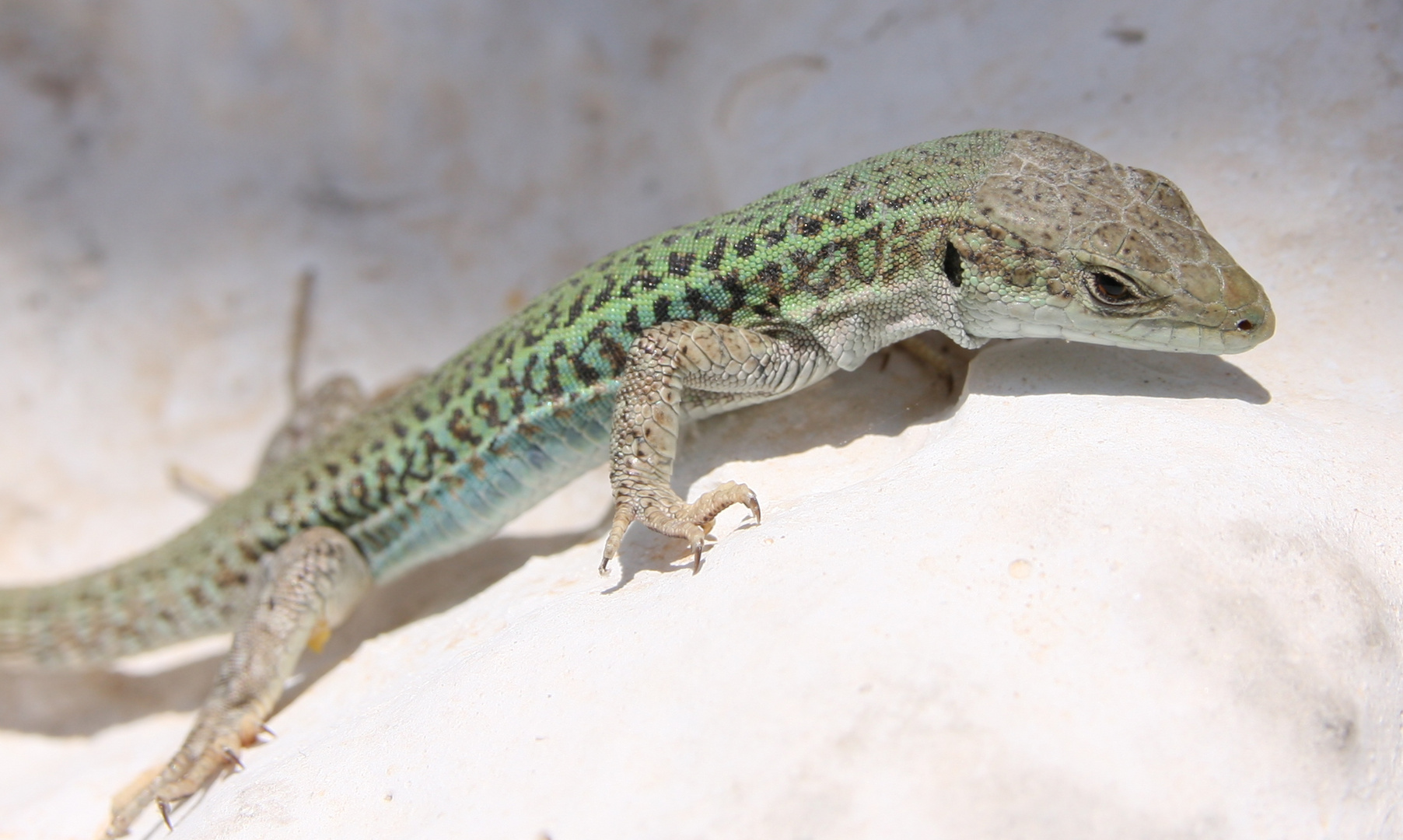 Santorinis Wildlife