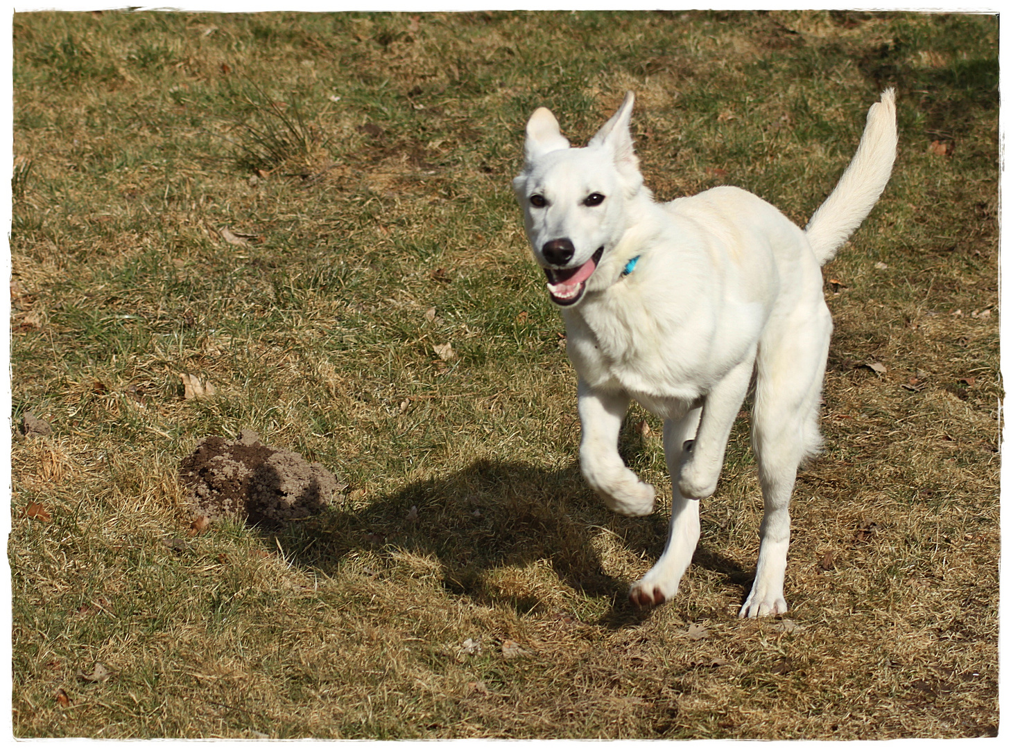 Santos und das Schattengeislein :)