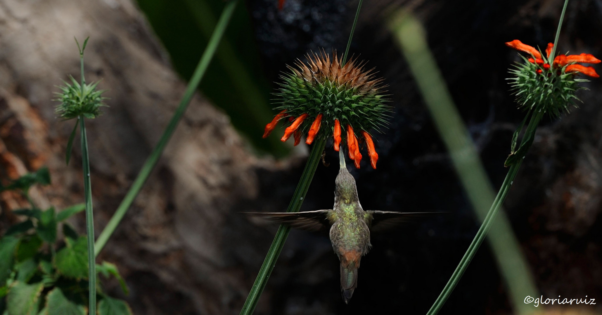 "Santuario de los Colibrís" ( Sanctuary Hummingbirds)