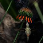 "Santuario de los Colibrís" ( Sanctuary Hummingbirds)