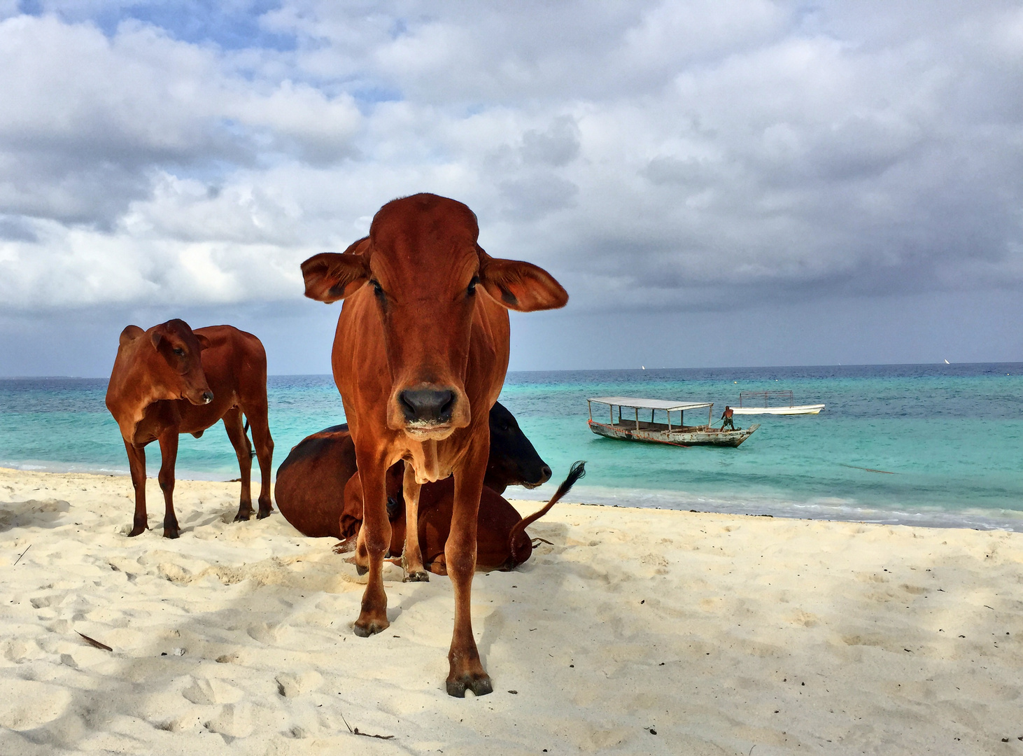 Sanzibar Lazy Cows