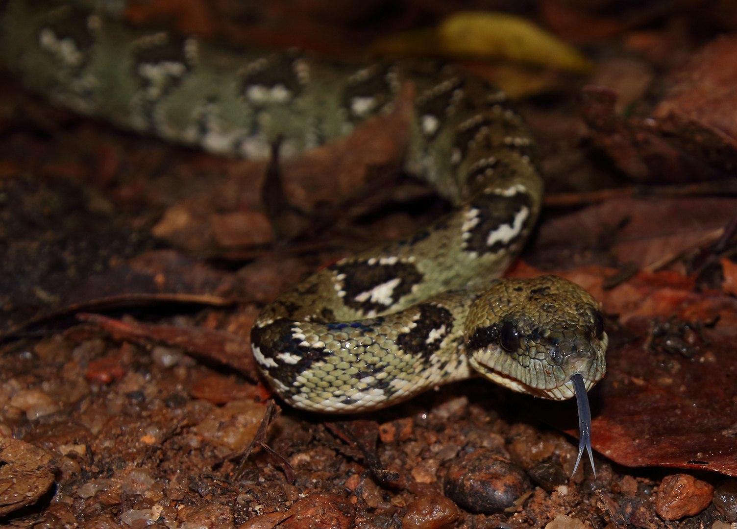 Sanzinia madagascariensis Foto & Bild natur, tiere, wildlife Bilder