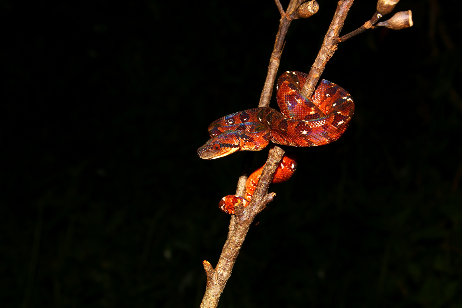 Sanzinia madagascariensis, Madagaskar Hundskopfboa