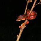 Sanzinia madagascariensis, Madagaskar Hundskopfboa