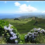 Sao Miguel - Acores - Portugal