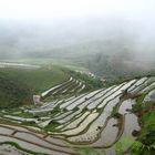 Sapa - die Reisfelder