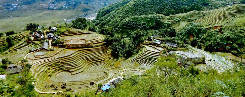 Sapa Reis Terrassen