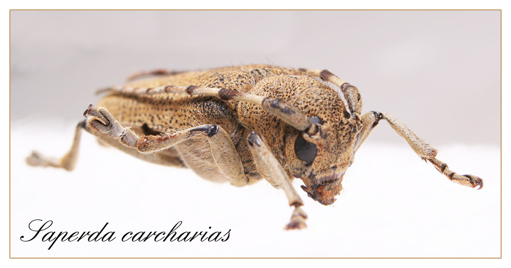 Saperda carcharias [K]