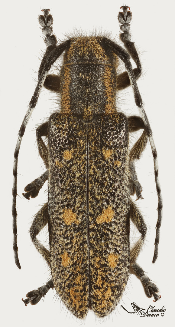 Saperda populnea (Linnaeus, 1758)