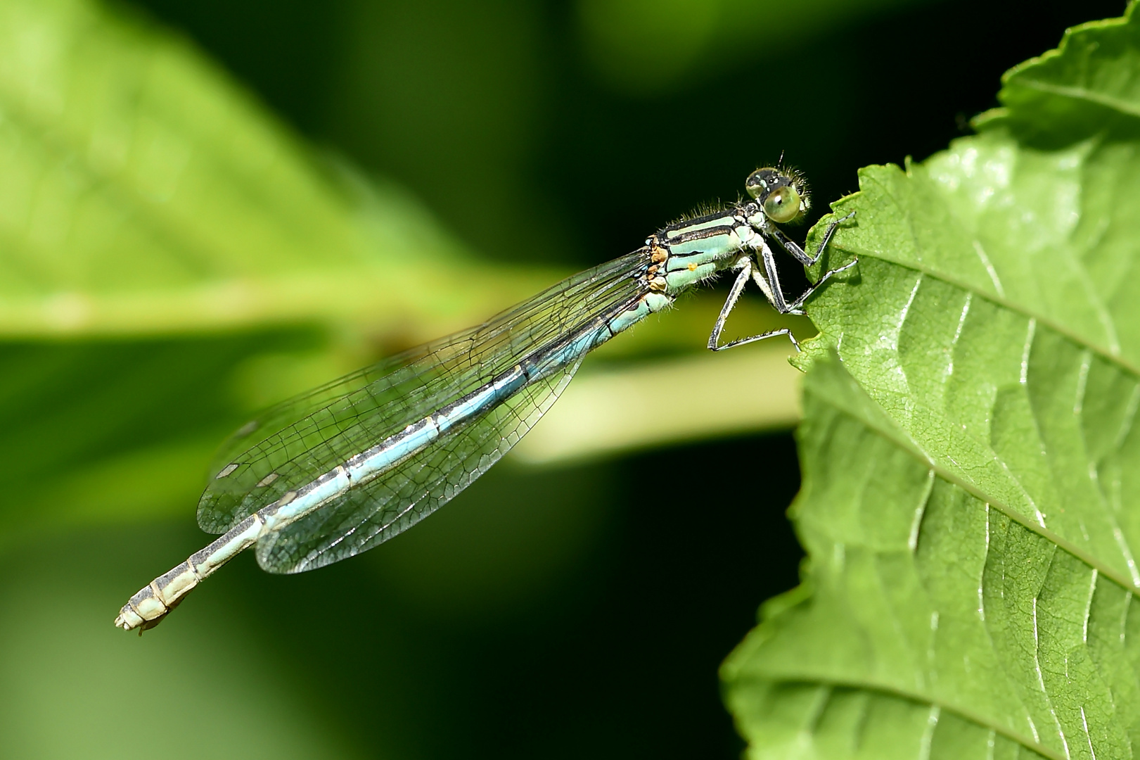 Saphirauge - (Erythromma lindenia) Weibchen