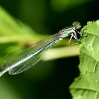 Saphirauge - (Erythromma lindenia) Weibchen