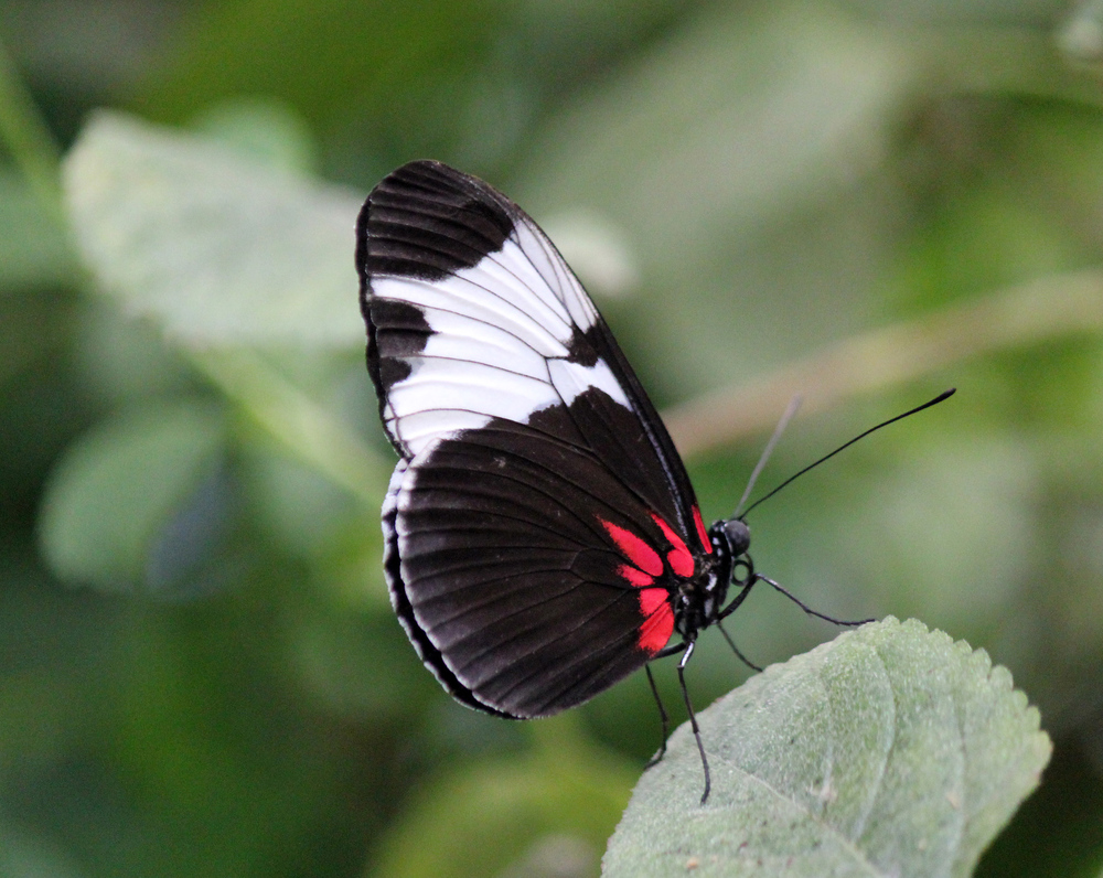 Sapho Passionsblumenfalter