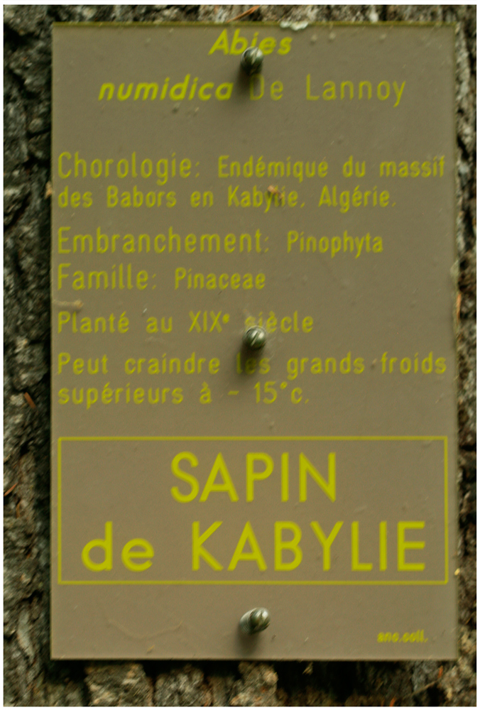 Sapin de Kabylie