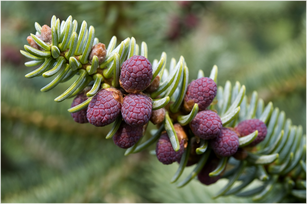 Sapin d'Espagne