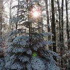 Sapin enneigé avec comme arrière plan le soleil