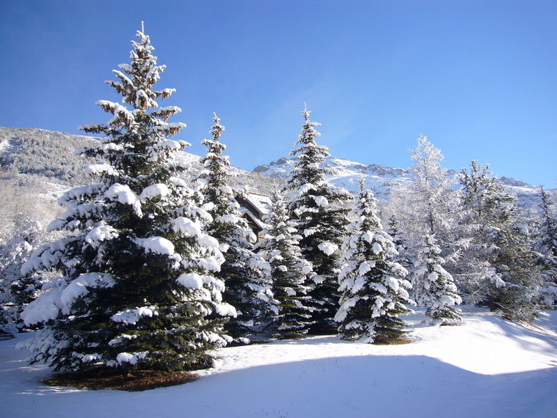 sapins en famille