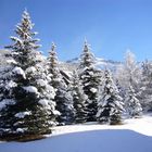 sapins en famille