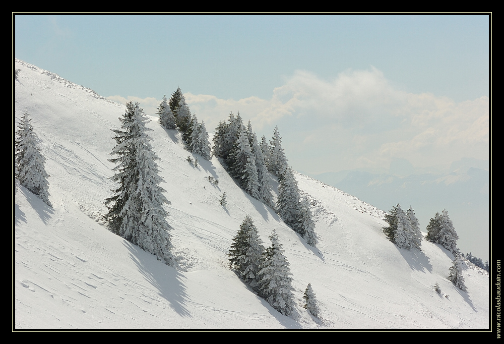 Sapins enneigés de Chartreuse - Mars 2007