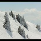 Sapins enneigés de Chartreuse - Mars 2007