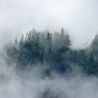 Sapins suisse dans l'orage