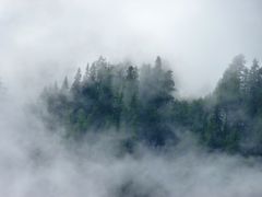 Sapins suisse dans l'orage