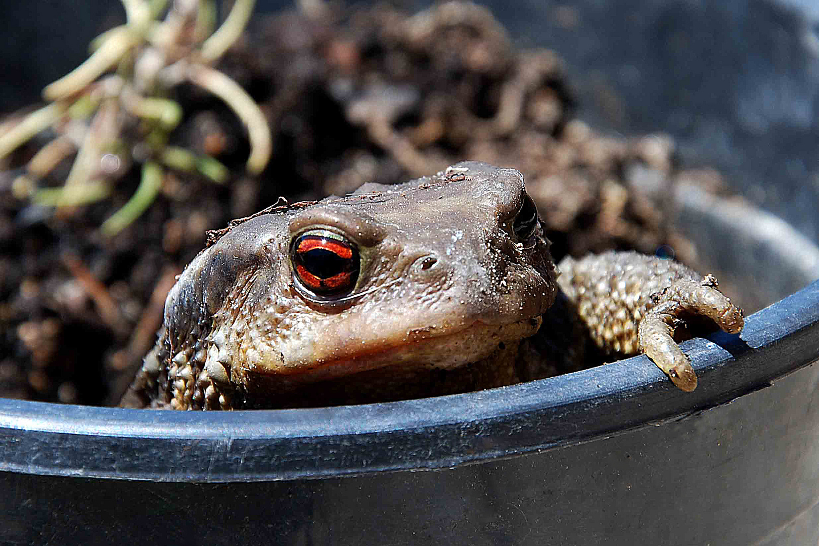 SAPO CURIOSO