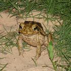 Sapo Cururu (Bufo Marinus)