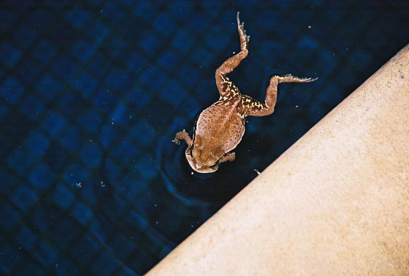 Sapo na piscina