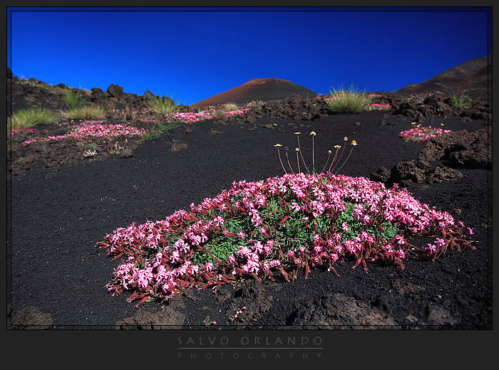 Saponaria dell'Etna 2