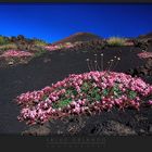 Saponaria dell'Etna 2