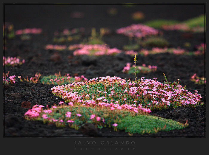 Saponaria dell'Etna Foto % Immagini| piante, fiori e funghi, sicilylandscape, natura Foto su fotocommunity