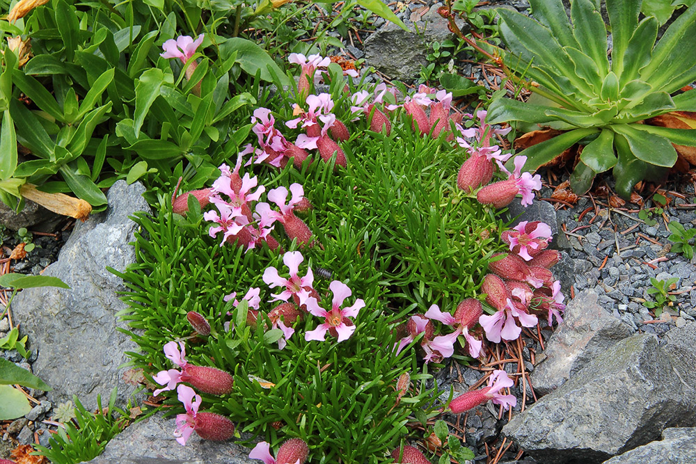 Saponaria pumila