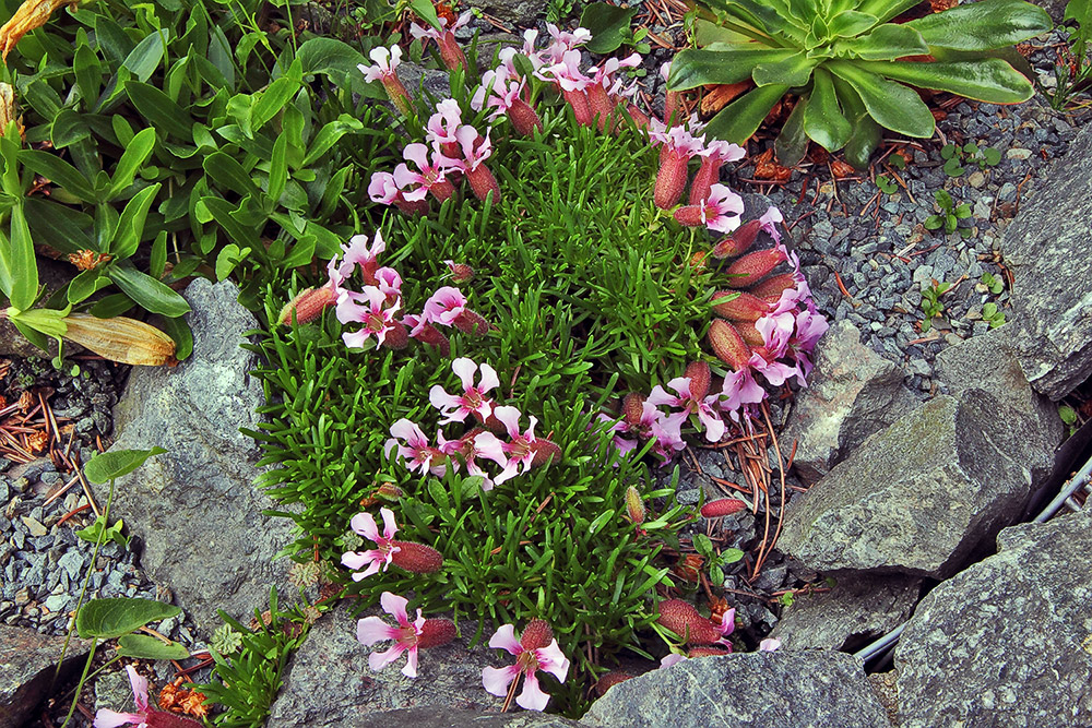 Saponaria pumila