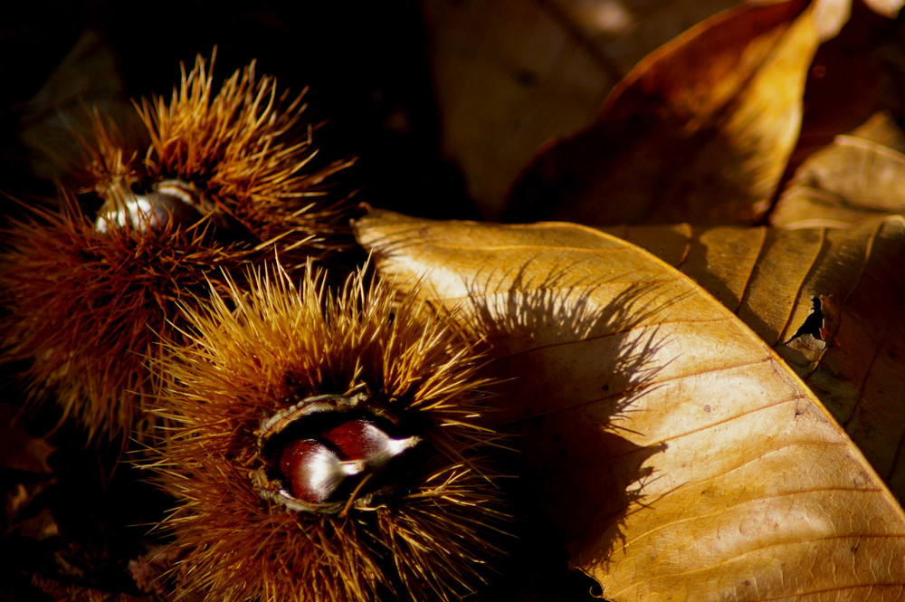 Sapore d'autunno di Franco Cannalire 