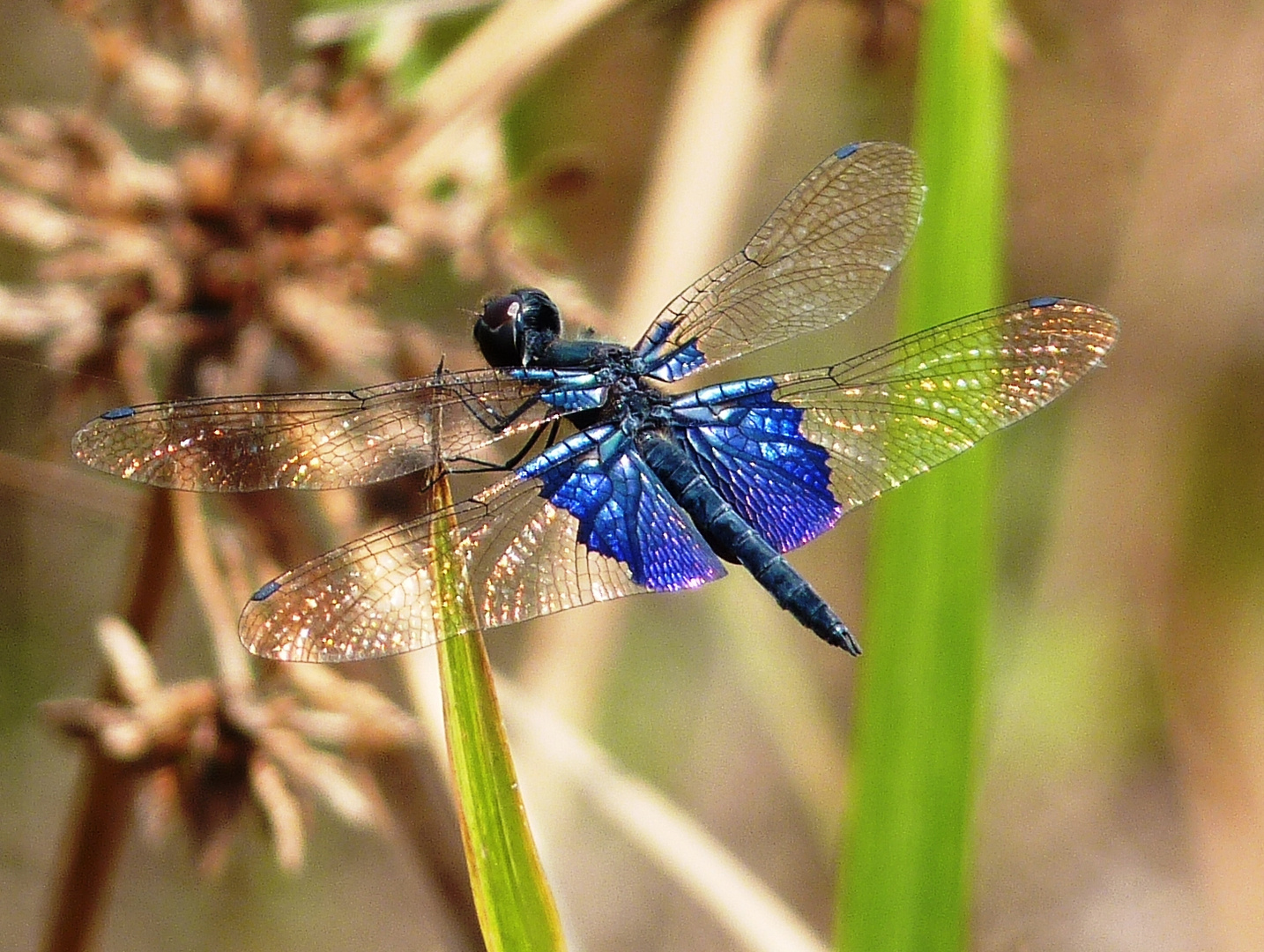 Sapphira Flutterer