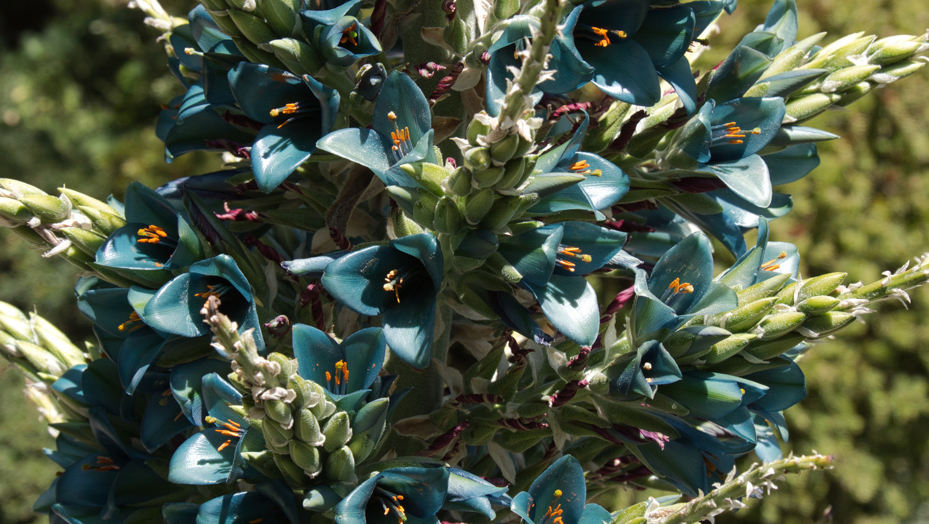 Sapphire Tower - puya alpestris