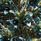 Sapphire Tower - puya alpestris