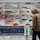 Sapporo Snow Festival 2018: Frozen Fish Sculpture