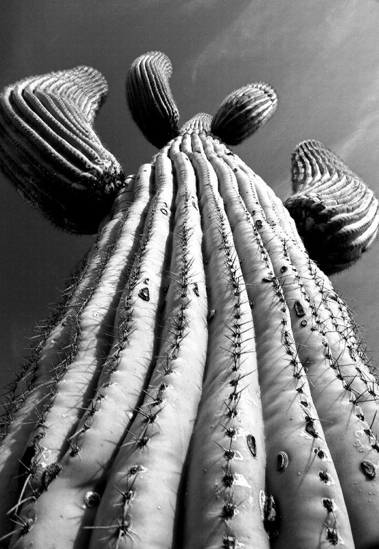 Saquaro Kaktee im Saguaro National Park