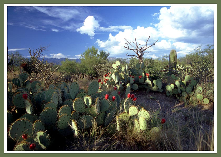 Saquaro National Park Arizona