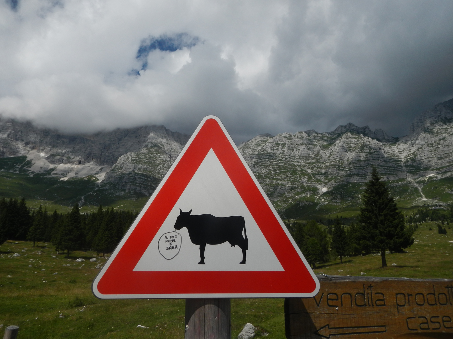 Sara gibt Milch für den Montasiokäse