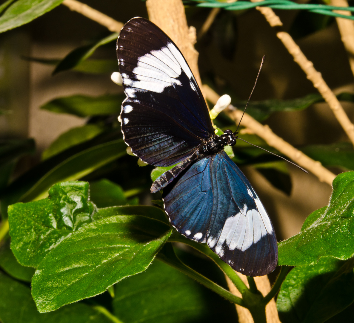 Sara-Passionsfalter - Heliconius sara