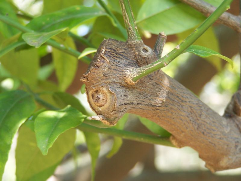 Sarà un serpente pietrificato?