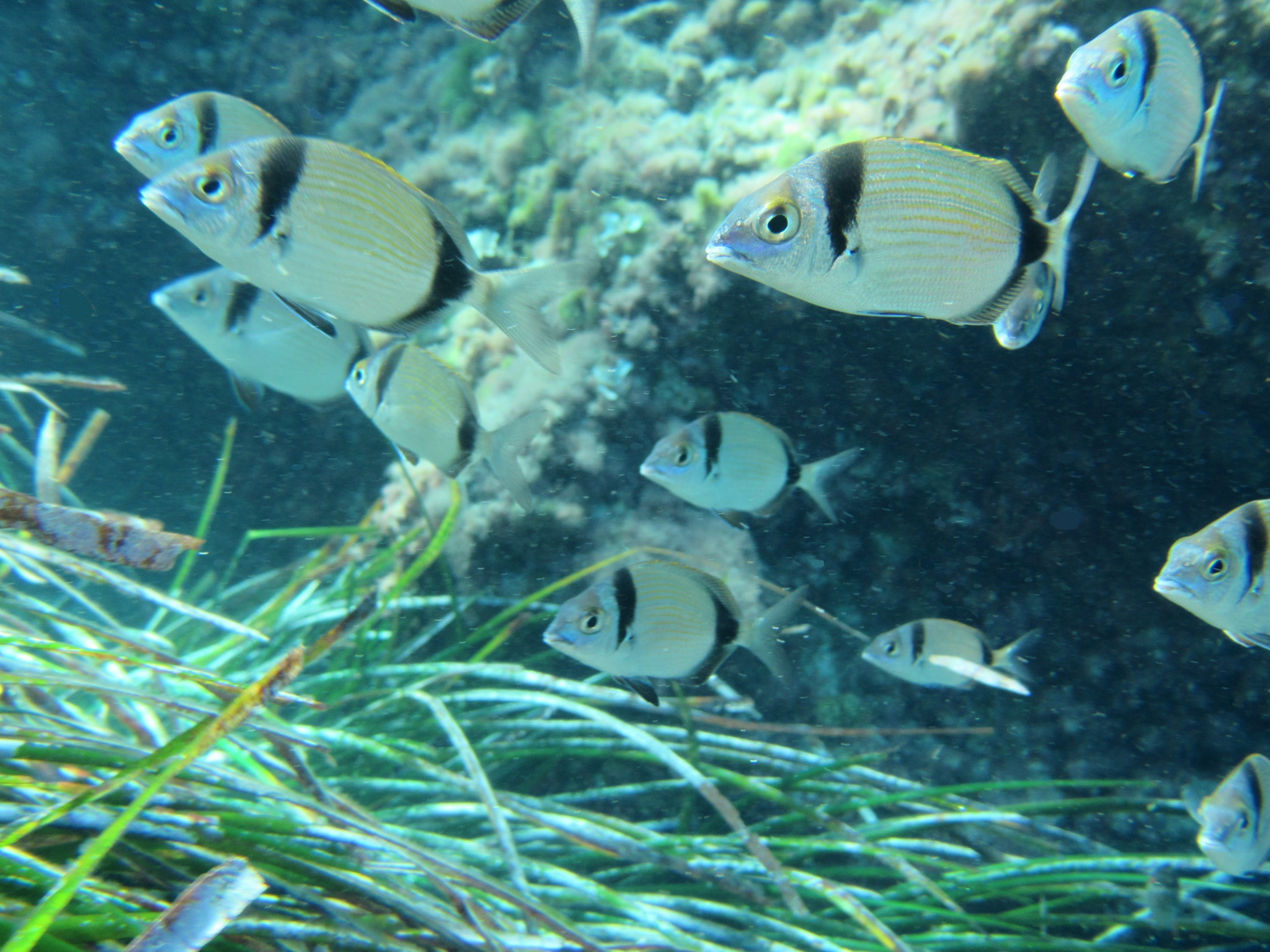 Sarago fasciato (Diplodus sargus)