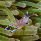 Sarasvati Anemone Shrimp (Periclimenes sarasvati) 