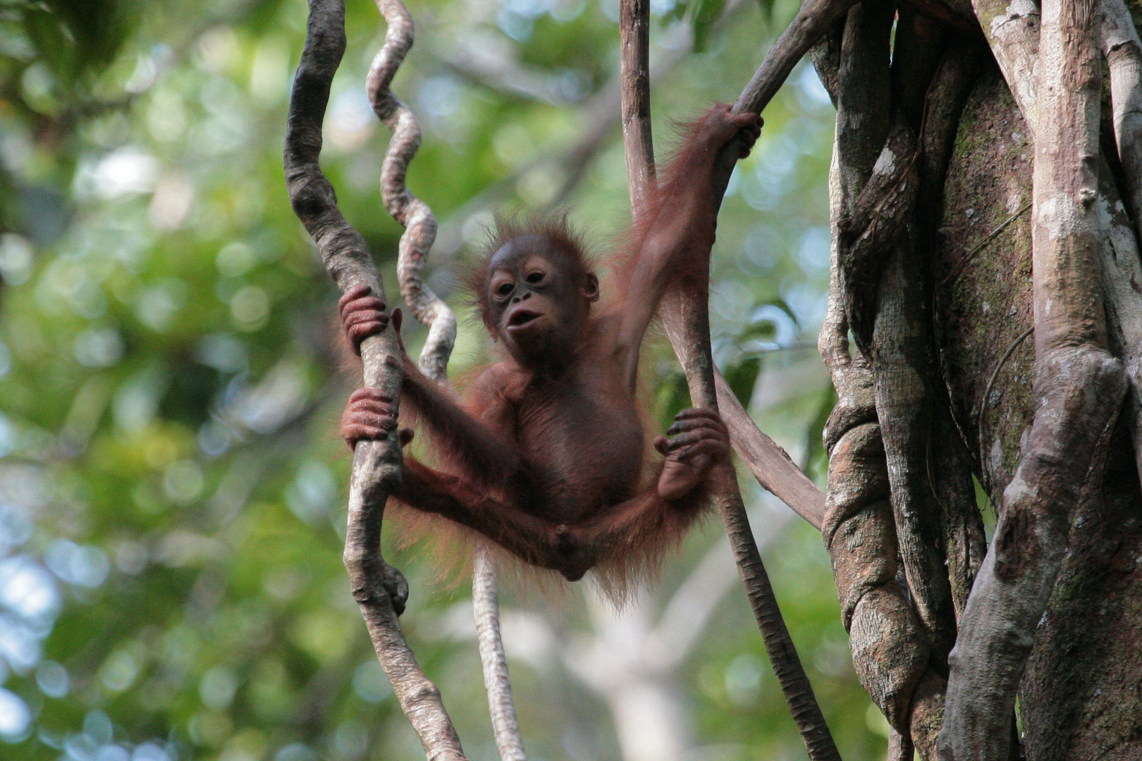 Sarawak - Oran-Utan Baby