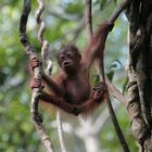 Sarawak - Oran-Utan Baby